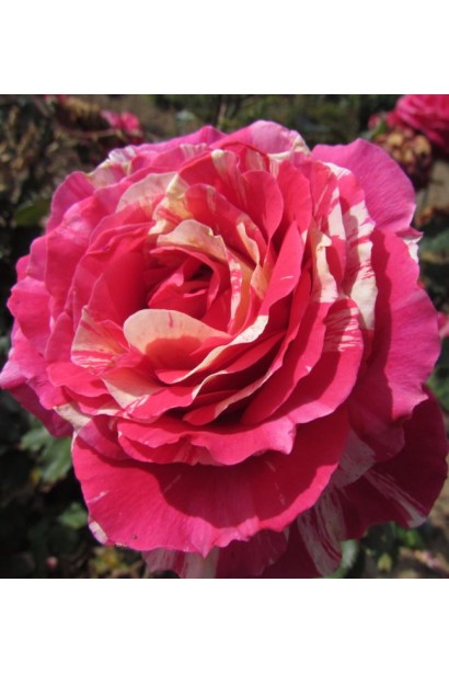 Роза Бест Импрешн – махровый бутон при распускании